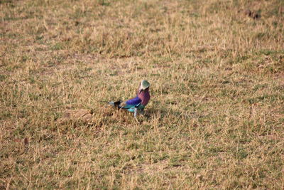 Bird sitting on field
