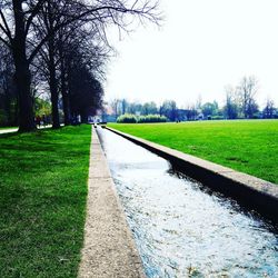 Trees in park against sky