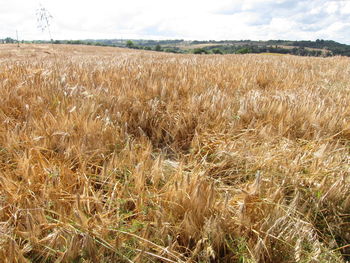 View of stalks in field against cloudy sky