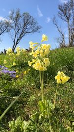 Close-up of yellow crocus flowers blooming on field