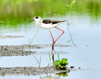 Bird perching on a lake