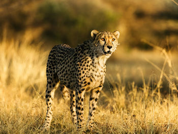 Giraffe in a field