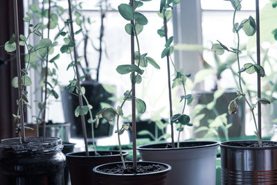 Close-up of potted plants on table