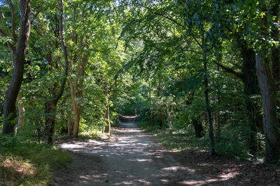 Road amidst trees in forest