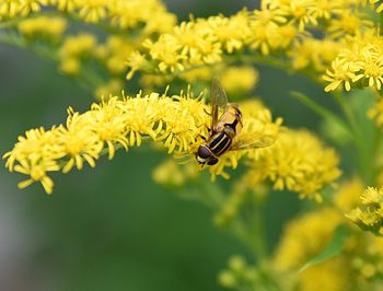 Bee pollinating on yellow flower