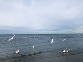 Seagulls flying over sea against sky