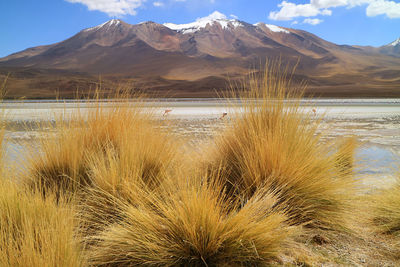 Saline lake in bolivian altiplano with pink flamingos grazing and stipa ichu desert grass, bolivia
