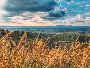 Scenic view of agricultural field against sky