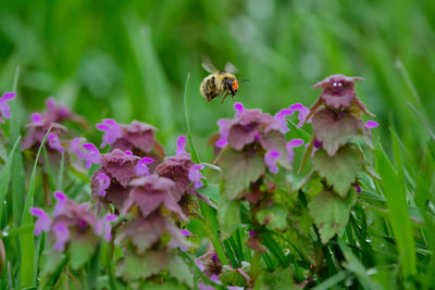 Close-up of bee on purple flowers