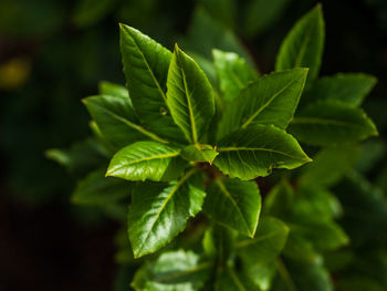 Bay leaves on bay tree 