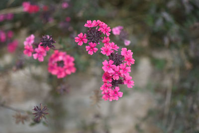 Close-up of pink flowering plant