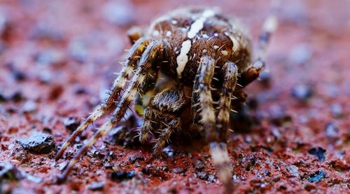 Close-up of spider