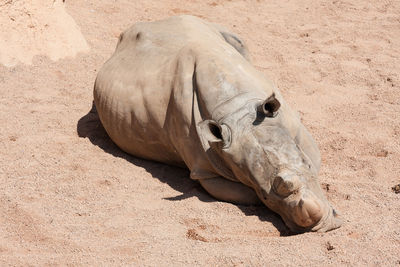 High angle view of rhinoceros sitting on sand
