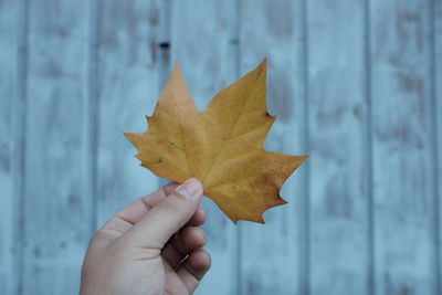 Close-up of hand holding maple leaf against wooden fence