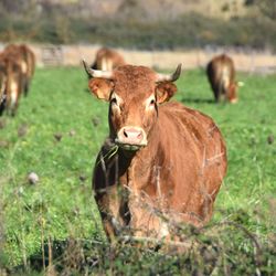 Portrait of cow on field