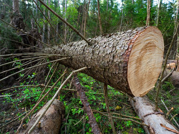 View of tree trunk in forest