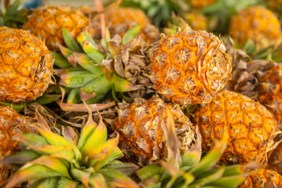 Close-up of vegetables on plant during autumn