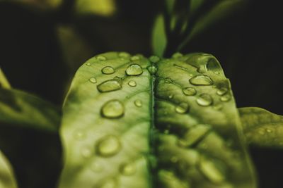 Close-up of water drops on leaf