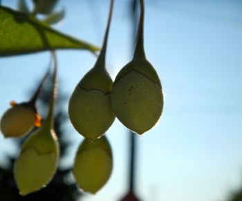 Low angle view of plant against blurred background