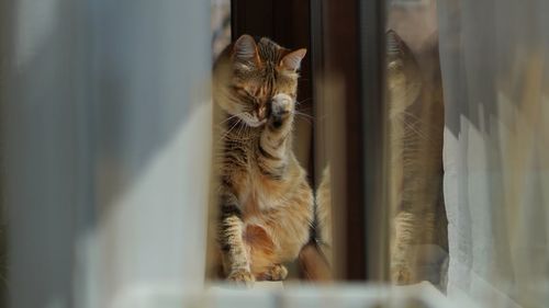 Cat looking through window at home