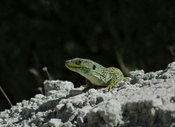 Close-up of lizard on rock