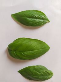 High angle view of green leaves on white background