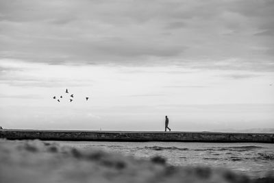 Birds flying over beach