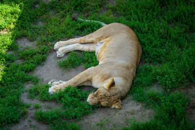 High angle view of cat sleeping on grass