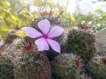 Close-up of flower