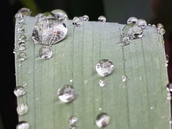 Close-up of raindrops on wood