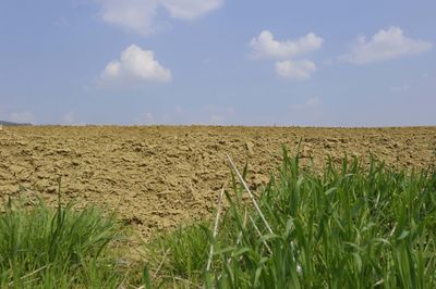 Scenic view of agricultural field against sky