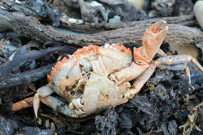 Close-up of dead crab on rocks