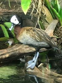 Close-up of bird perching on water