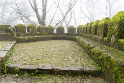 Plants growing in park