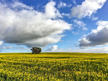 Scenic view of field against cloudy sky