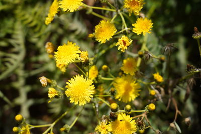 Close-up of yellow flowering plant