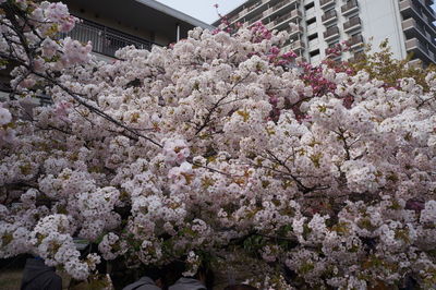 Low angle view of cherry blossom tree against building