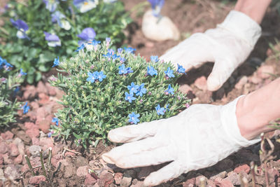 Close-up of hands holding flowers on field