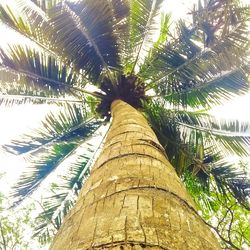 Low angle view of palm tree against sky