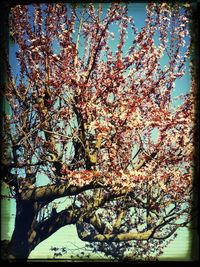 Low angle view of cherry blossoms