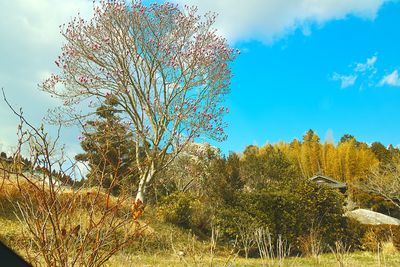 Low angle view of tree against sky