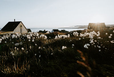 Scenic view of flowering plants and buildings against sky