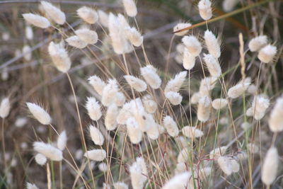 Close-up of white dandelion flowers on field