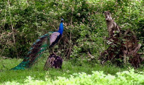 View of birds in the forest