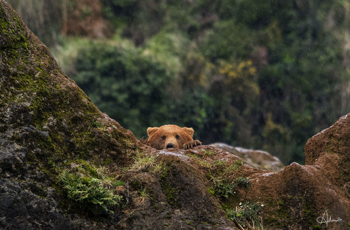 mammal, one animal, animal themes, animal, animals in the wild, animal wildlife, vertebrate, tree, no people, day, nature, rock - object, rock, looking at camera, plant, portrait, relaxation, solid, land, lion - feline, outdoors, animal head