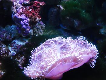 Close-up of coral in sea