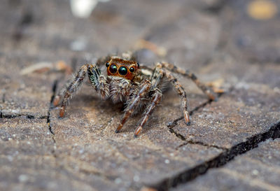 Beautiful macro photo of a colorful jumping spider