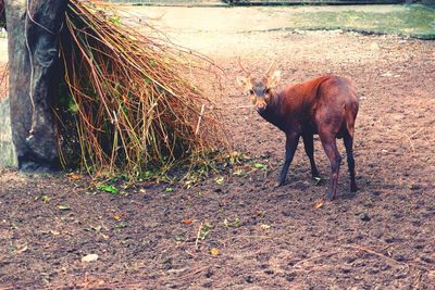 Horse on field