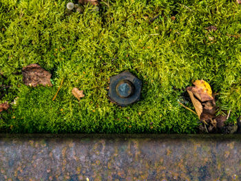 Plant growing on grassy field