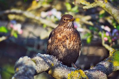 Close-up of owl perching on rock